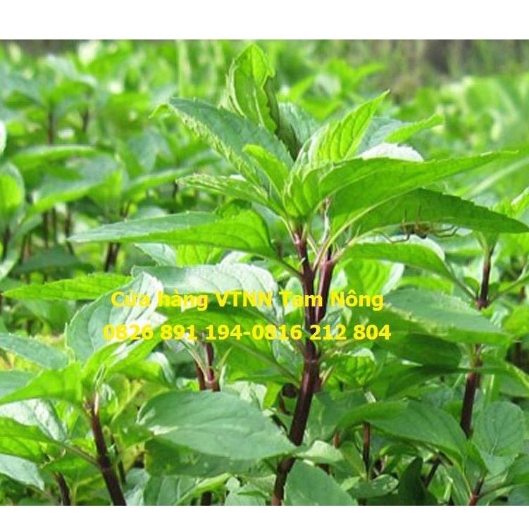 HẠT GIỐNG RAU HÚNG QUẾ _PD115_KL. 10G