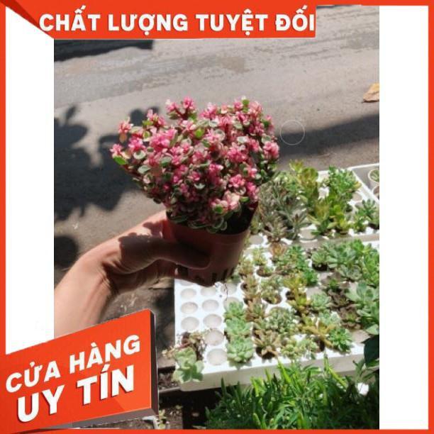 Cây đô la hồng giống mới