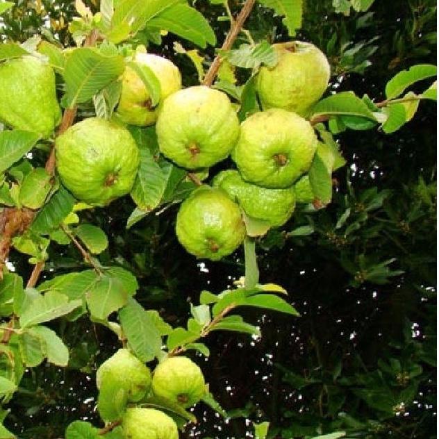 Hạt giống cây ổi xá lị ruột đỏ Đài Loan-Gói 15 hạt/tặng kèm gói phân bón lót