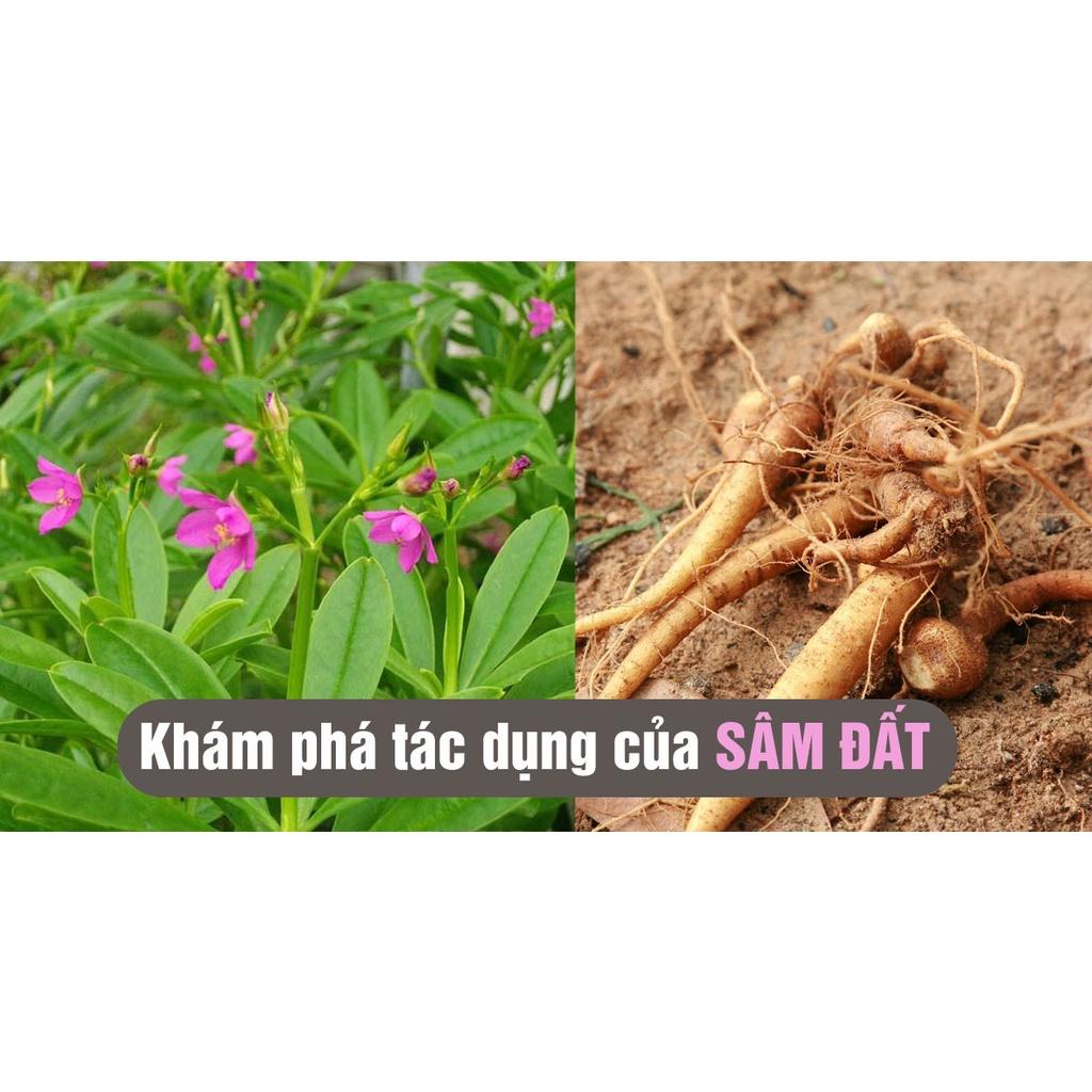 cây giống sâm đất (cây thổ sâm, rau sâm)- cây giống nhỏ