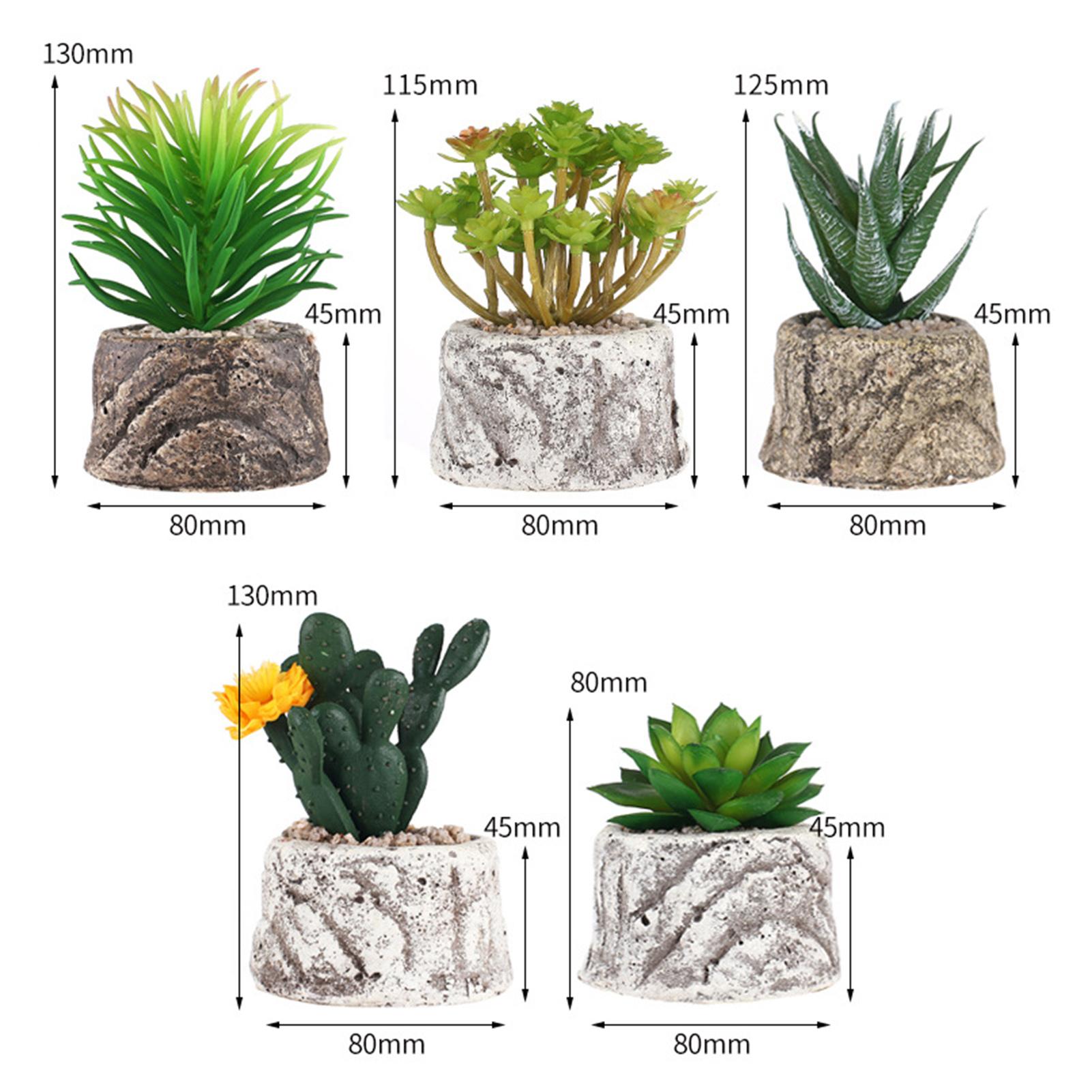 Cây Cảnh Mini Tươi Mọng Nước