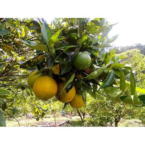 CÂY GIỐNG CAM CARA RUỘT ĐỎ KHÔNG HẠT SIÊU NGON SIÊU QUẢ- CAM KÊT GIỐNG CHUẨN F1 - CGCCRRDKH