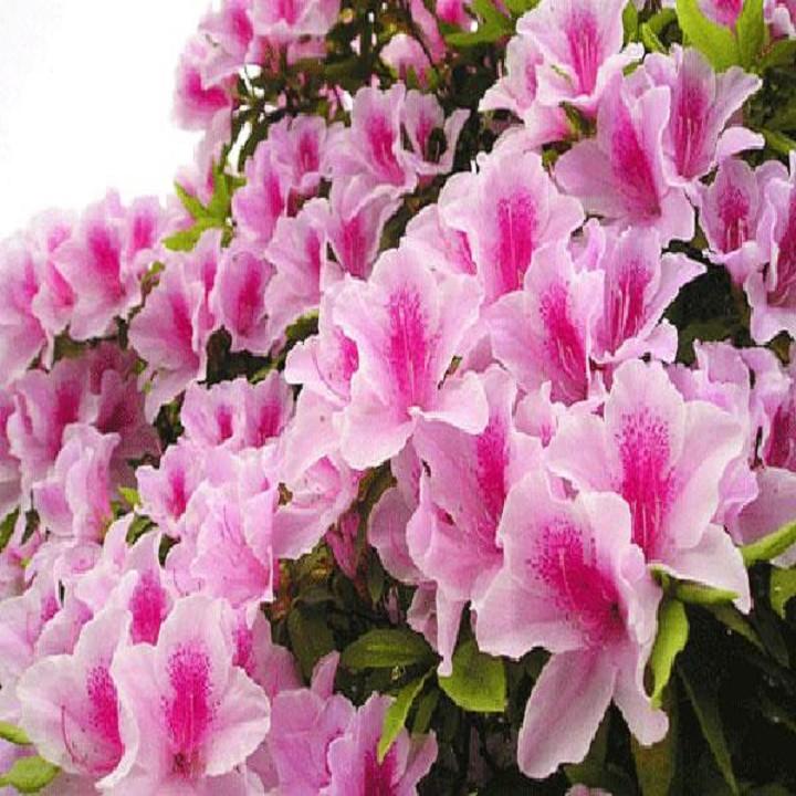 COMBO 5 CÂY GIỐNG HOA ĐỖ QUYÊN NHẬT BẢN ĐỦ MÀU