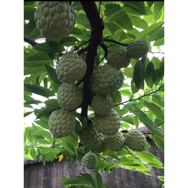CÂY GIỐNG NA DỨA .