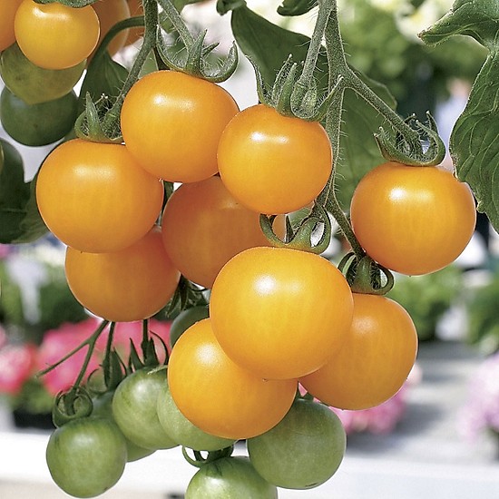 Hạt giống cà chua cherry vàng trái sai dạng chùm rất đẹp VTP15
