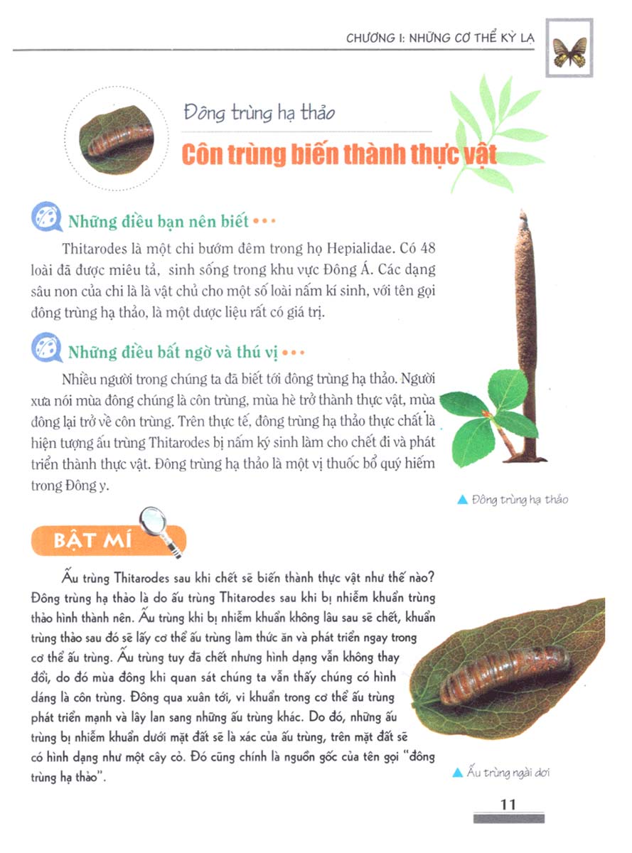Khám Phá Bí Ẩn Thế Giới Tự Nhiên Dành Cho Học Sinh : Côn Trùng_ML