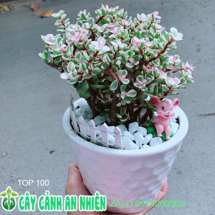 Chậu Cành Vàng Lá Ngọc Tiểu Cảnh