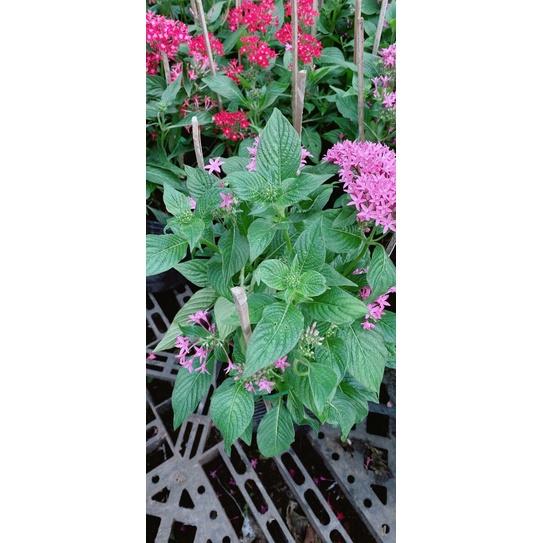 Hoa Diễm Châu Màu Tím