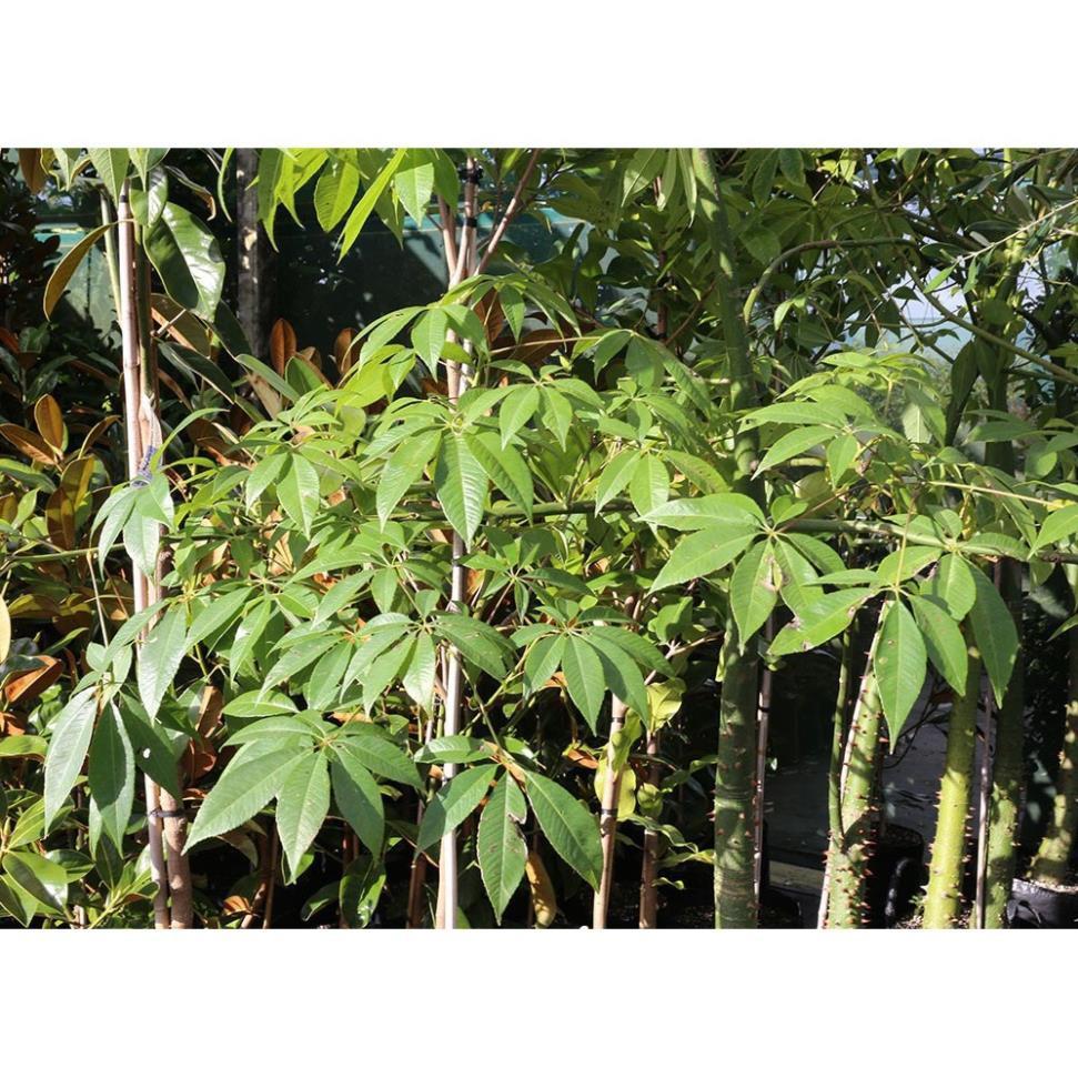 Cây MỸ NHÂN - HOA CỰC ĐẸP, ĐỘC, LẠ - Cây giống gửi đi nguyên bầu