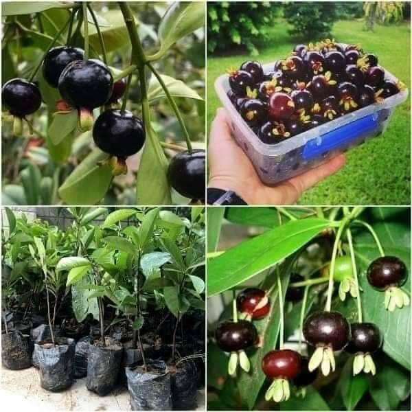 Cây giống cherry Brazil siêu sớm