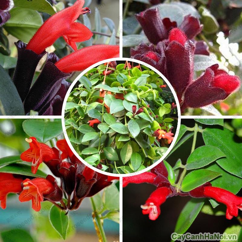 Chậu LAN SON MÔI, chậu lớn hoa cực đẹph