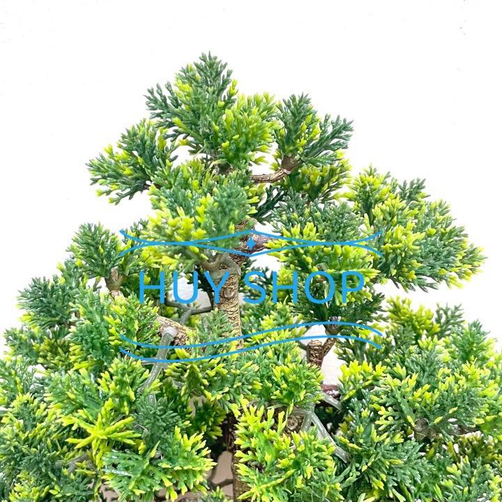 Chậu TÙNG KIM nhân tạo để bàn  trang trí nhà cửa