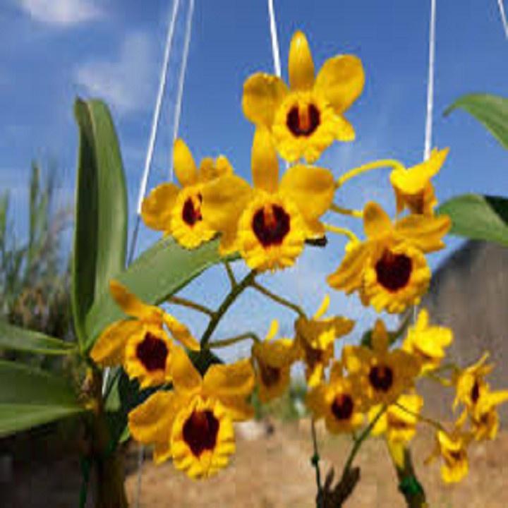 CHẬU LAN SƠN THỦY TIÊN HÀNG THUẦN, HOA THƠM ĐẸP - NCHSTTSD