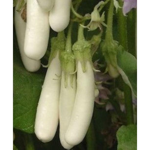 Hạt giống cà trắng dài lai f1- gói 2gram-tặng kèm gói phân bón lót