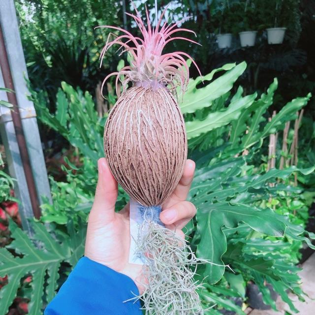 Chậu cây không khí size lớn