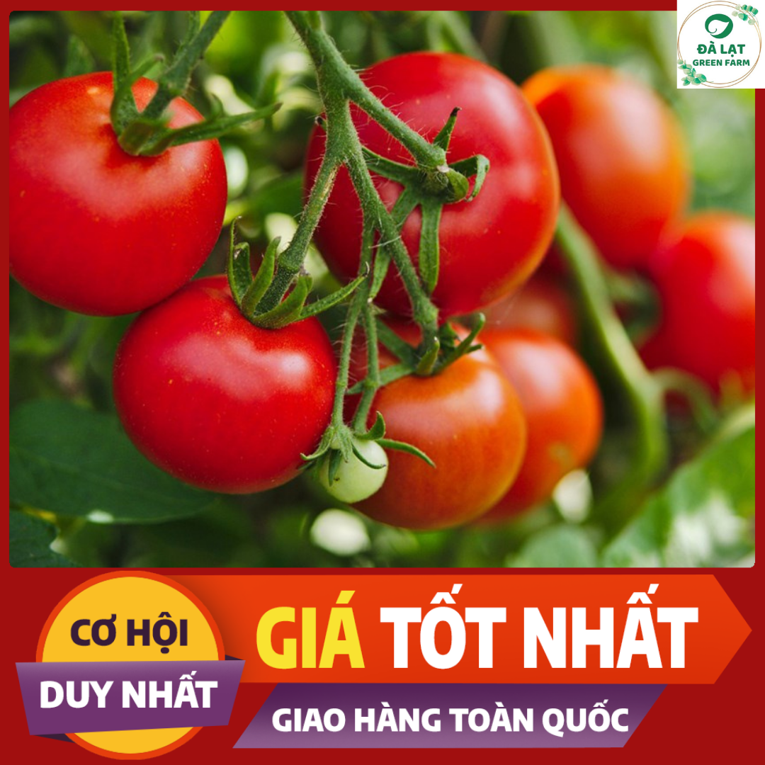 Bộ 1 gói Hạt giống cà chua bi đỏ cây cao