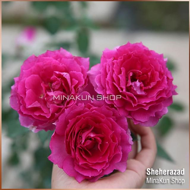Hoa hồng ngoại Sheherazad