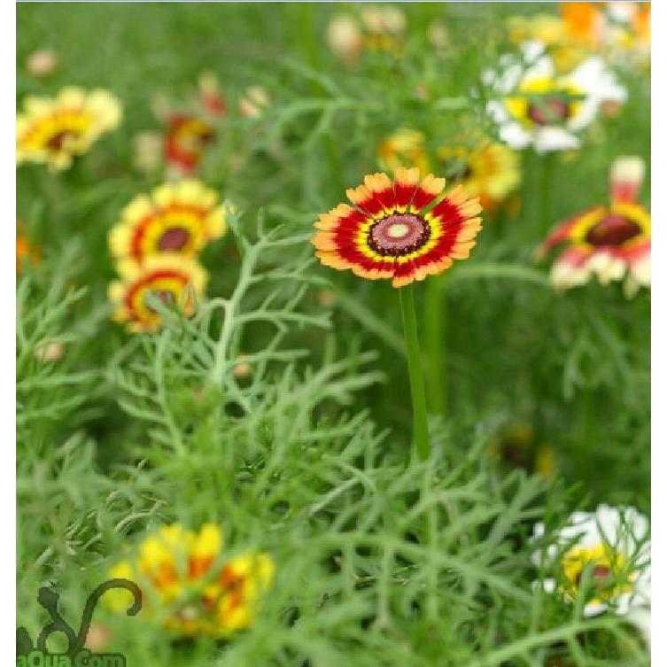 Hạt Giống Hoa Cúc Chi Nhiều Màu 50 hạt/gói