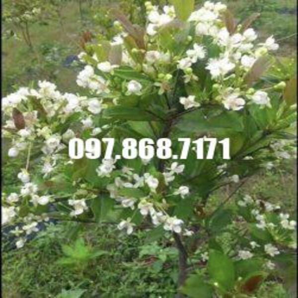 Cây cherry brazil
