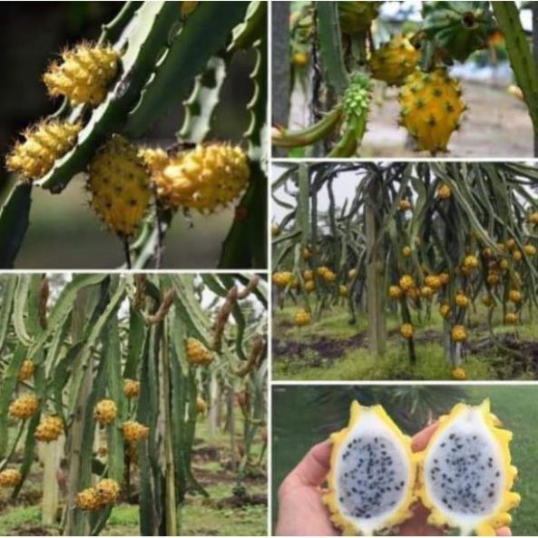 Sản phẩm THANH LONG RUỘT VÀNG MALAIXIA