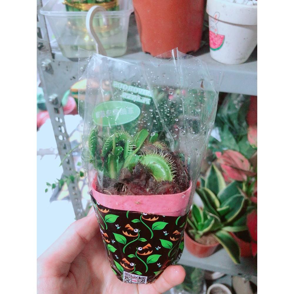 Chậu Cây Bắt Mồi