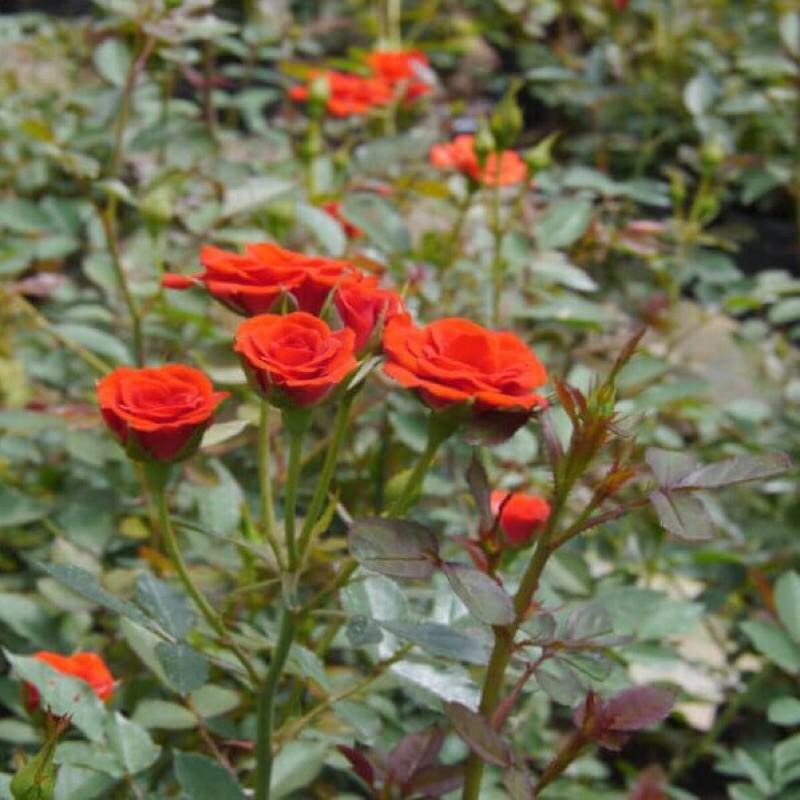 Chậu hoa hồng tỷ muội - siêng hoa