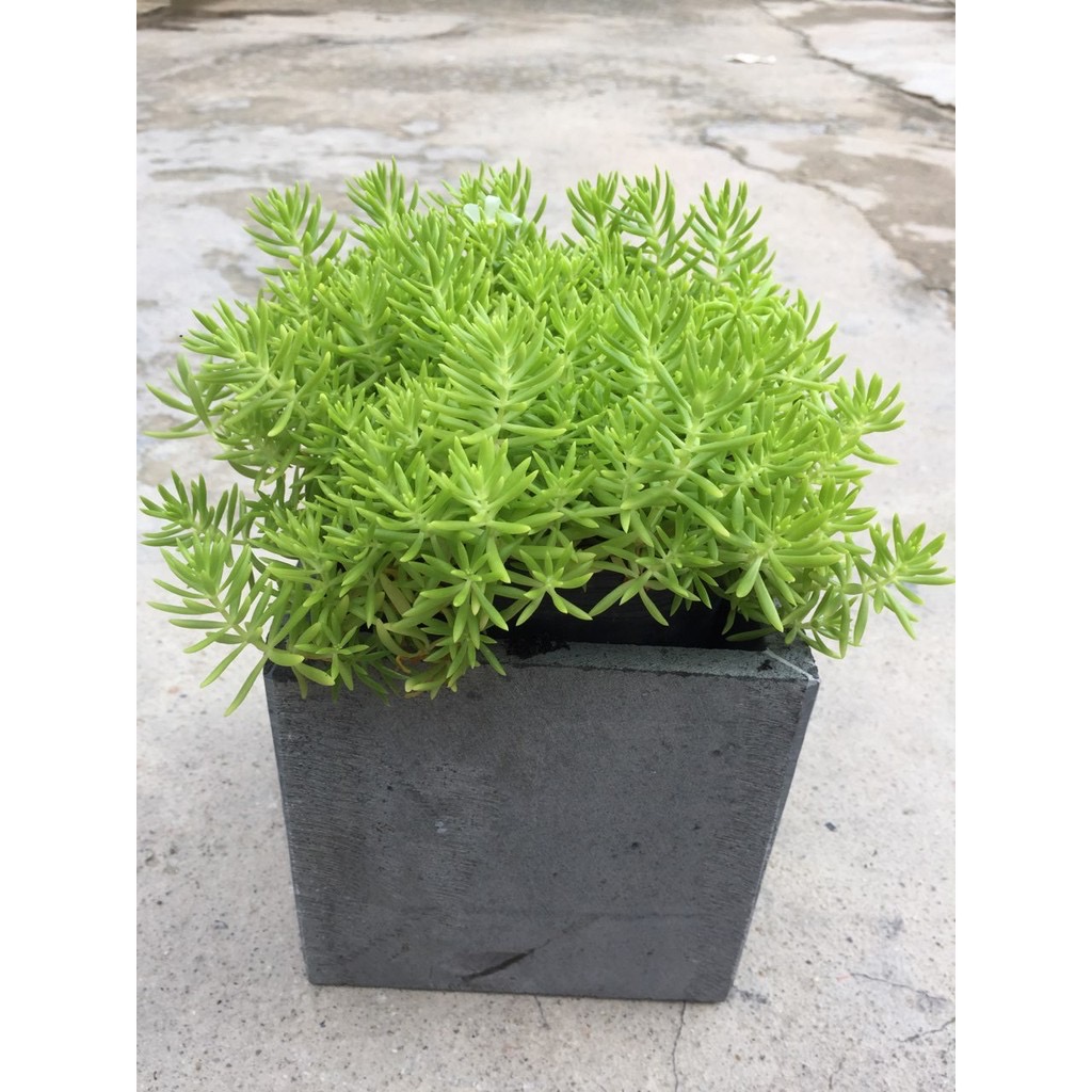 Combo 3 chậu vuông 20cm chất liệu đá tổ ong tự nhiên đẹp bền vĩnh viễn