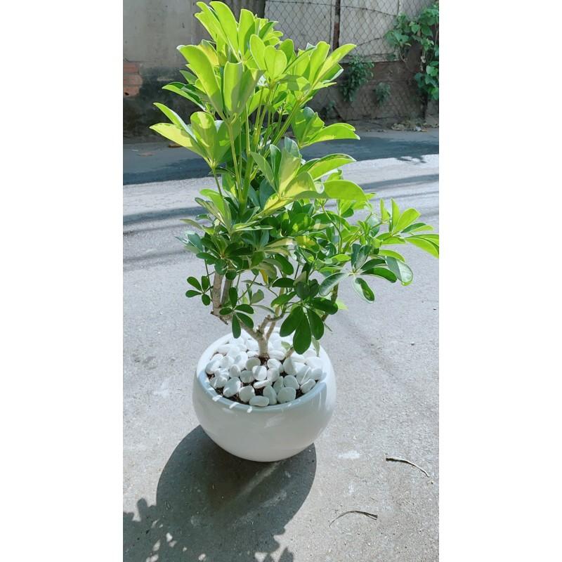 Chậu Ngũ Gia Bì Đuổi Muỗi Tốt