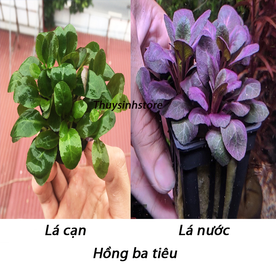 Cây thủy sinh Hồng ba tiêu 10 nhánh
