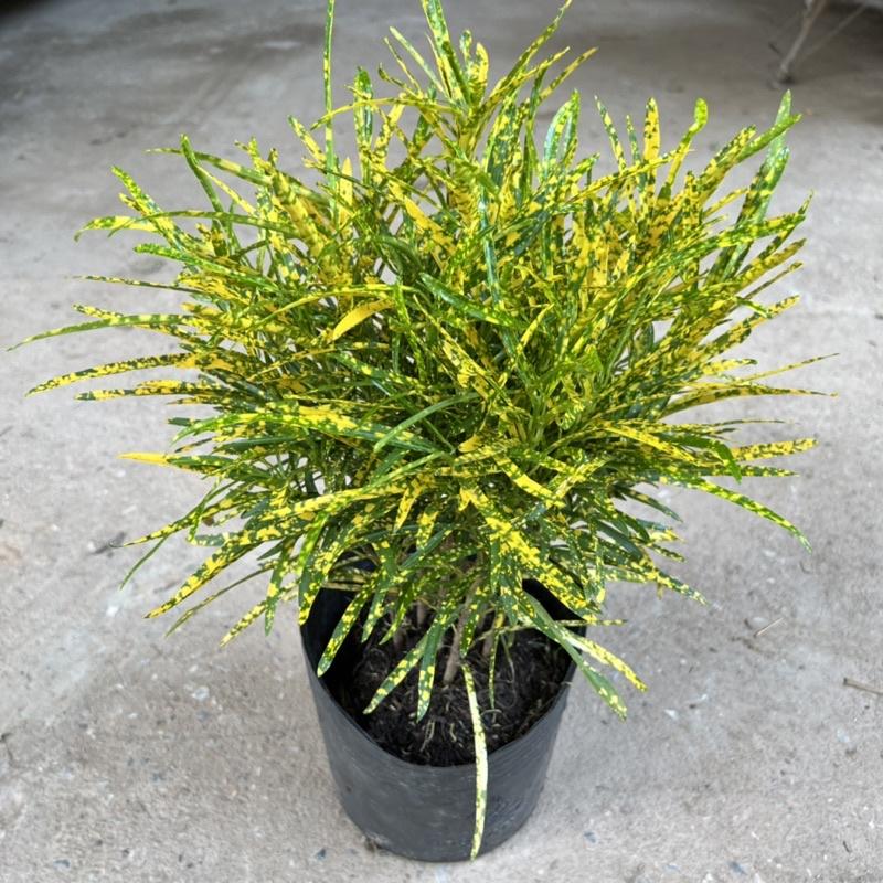 Cây cô tòng đuôi lươn cao 25-30cm, cây cảnh trang trang trí quán cà phê, ban công, sân vườn và ven tường