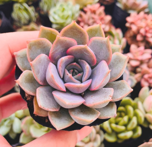 SEN ĐÁ HỒNG CÁNH CỨNG SIZE BÉ KHỎE ĐẸP LỖI 1 ĐỔI 1
