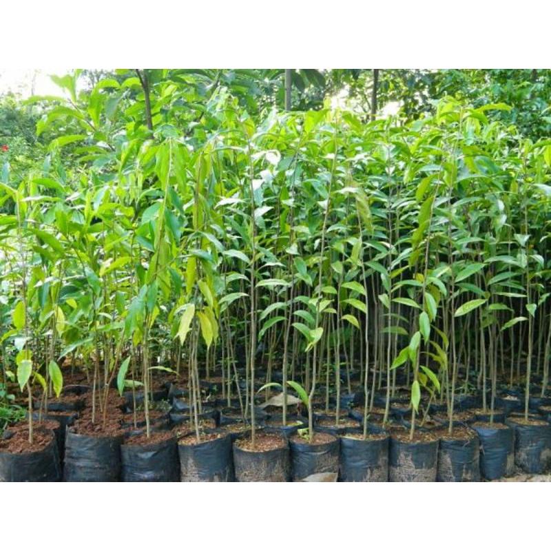 500gram túi bầu ươm cây 8x16