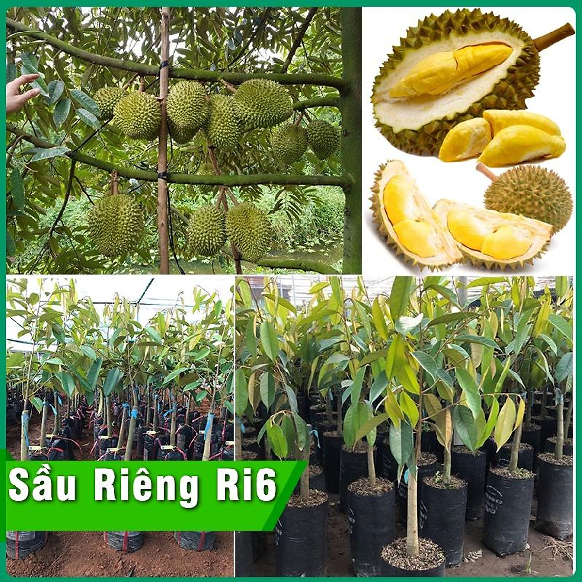 Cây Giống Sầu Riêng Ri6