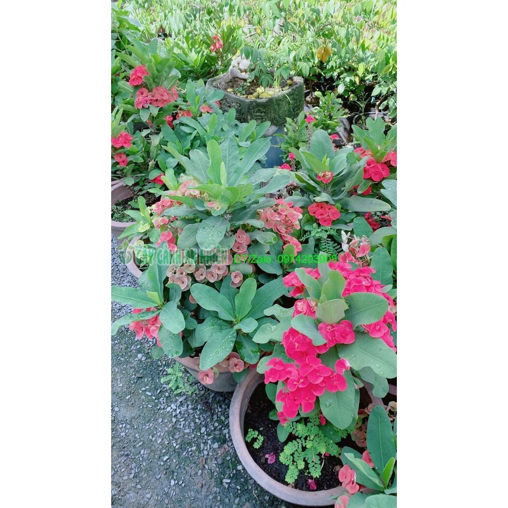 Chậu Xương Rồng Bát Tiên Lớn