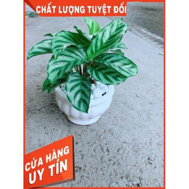 Chậu Đuôi Công Xanh
