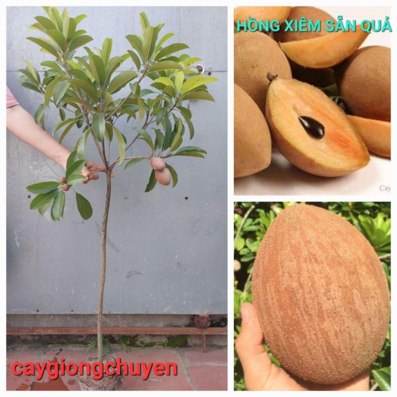 CÂY GIỐNG HỒNG XIÊM XOÀI SẴN QUẢ