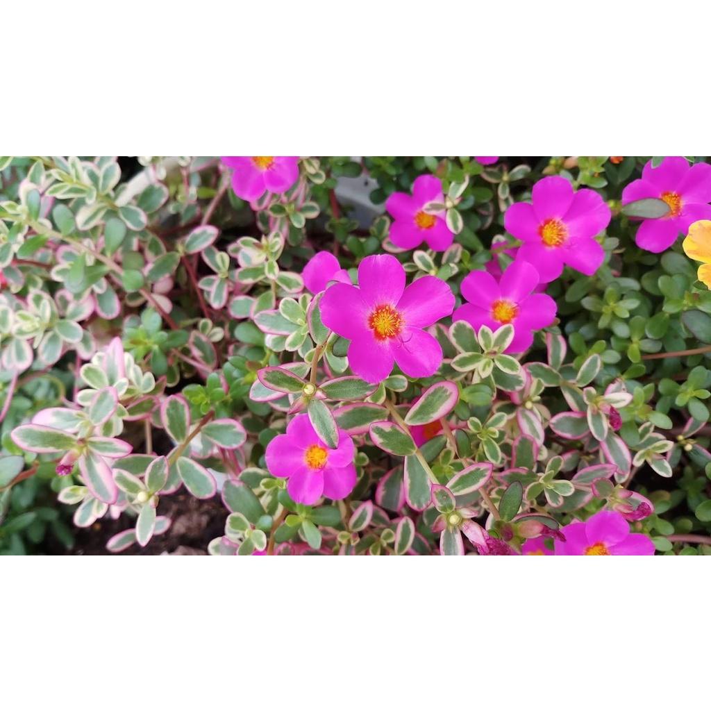 500g Hoa Mười Giờ Sam Cẩm Thạch Lạ Mắt Tuyệt Đẹp Siêu Dễ Trồng Hoa Mười Giờ Bonsai & Phụ Kiện