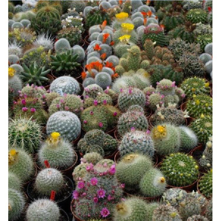 Hạt giống cây hoa xương rồng mix