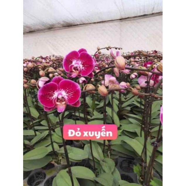 Cây Hồ Điệp