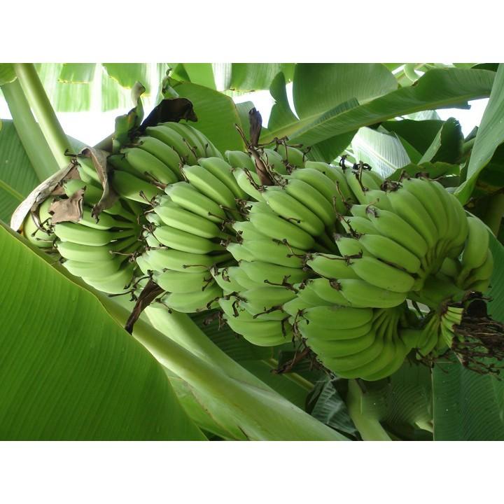 COMBO 05 Cây giống CHUỐI TÂY THÁI ngọt thơm - hàng cây giống CHUẨN F1