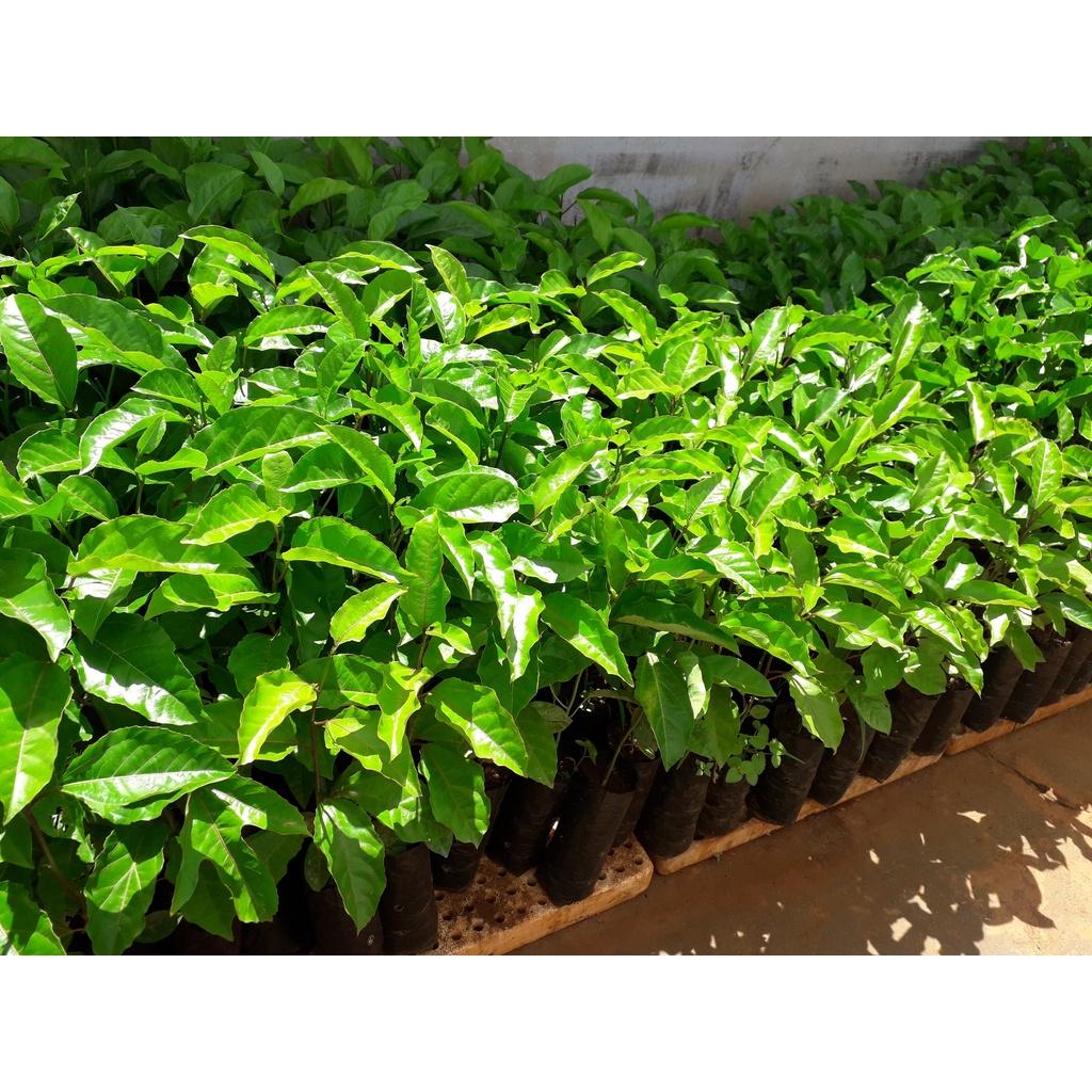 CÂY GIỐNG CHANH DÂY LÙN ĐÀI LOAN . )