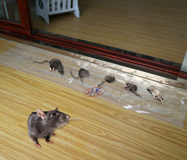 Keo dán chuột keo dính chuột keo bẫy chuột (Dài 1.2M)