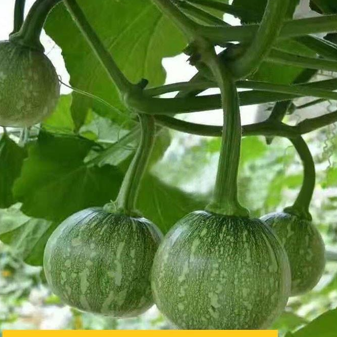 HẠT GIỐNG BÍ SIÊU QUẢ NON - GIỐNG TỐT