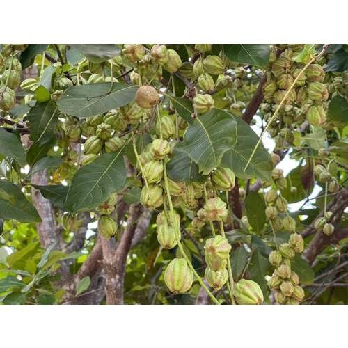 Hạt giống cây lộc vừng hoa đỏ - Gói 5 hạt - KNS3