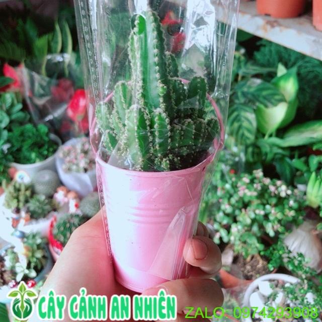 Chậu Xương Rồng Mini