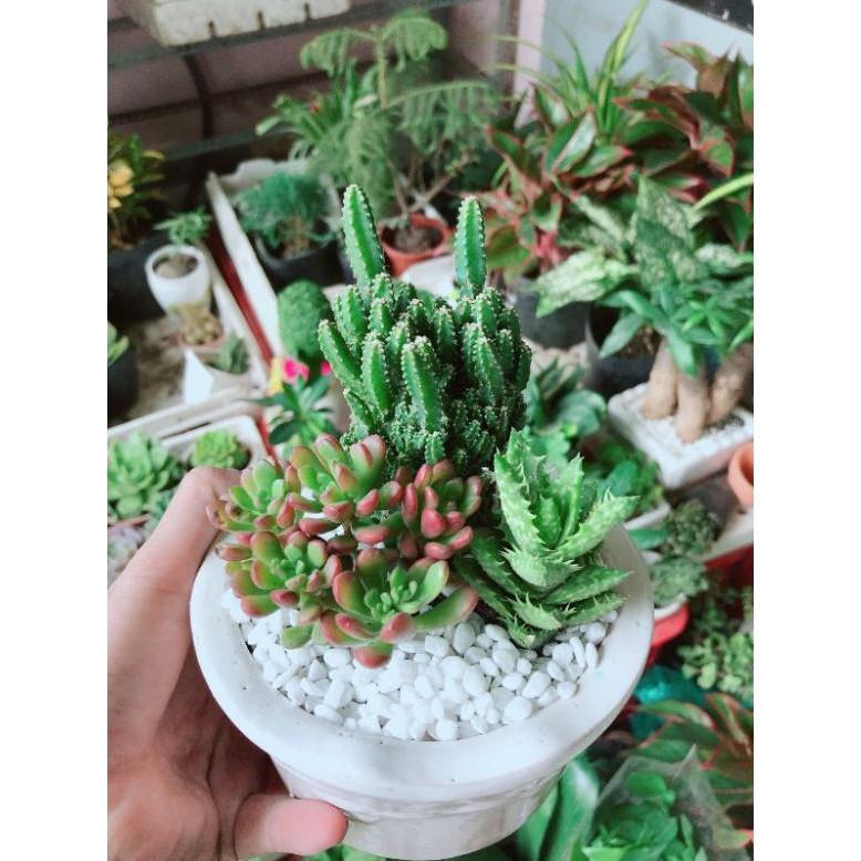 Chậu cây thanh sơn và sen đá Bán Chạy