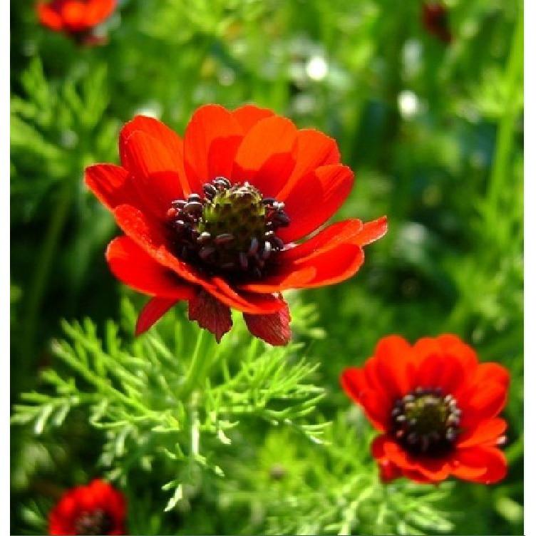 Hạt giống hoa Uyển hồng - gói 100 hạt