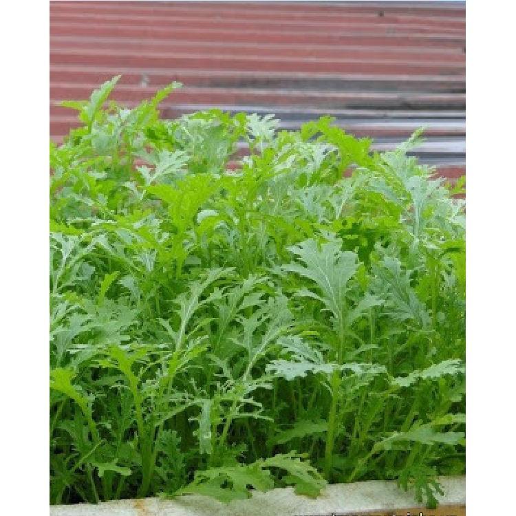 Hạt giống rau cải nhật xanh - 10gr/gói