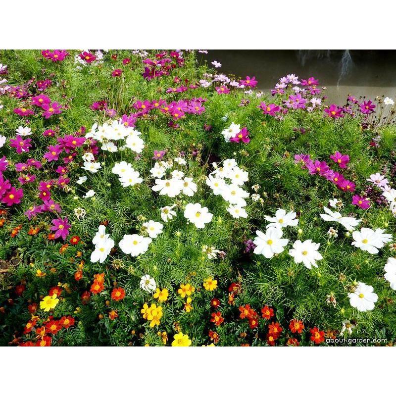 HẠT GIỐNG HOA SAO NHÁI BẠCH TUYẾT