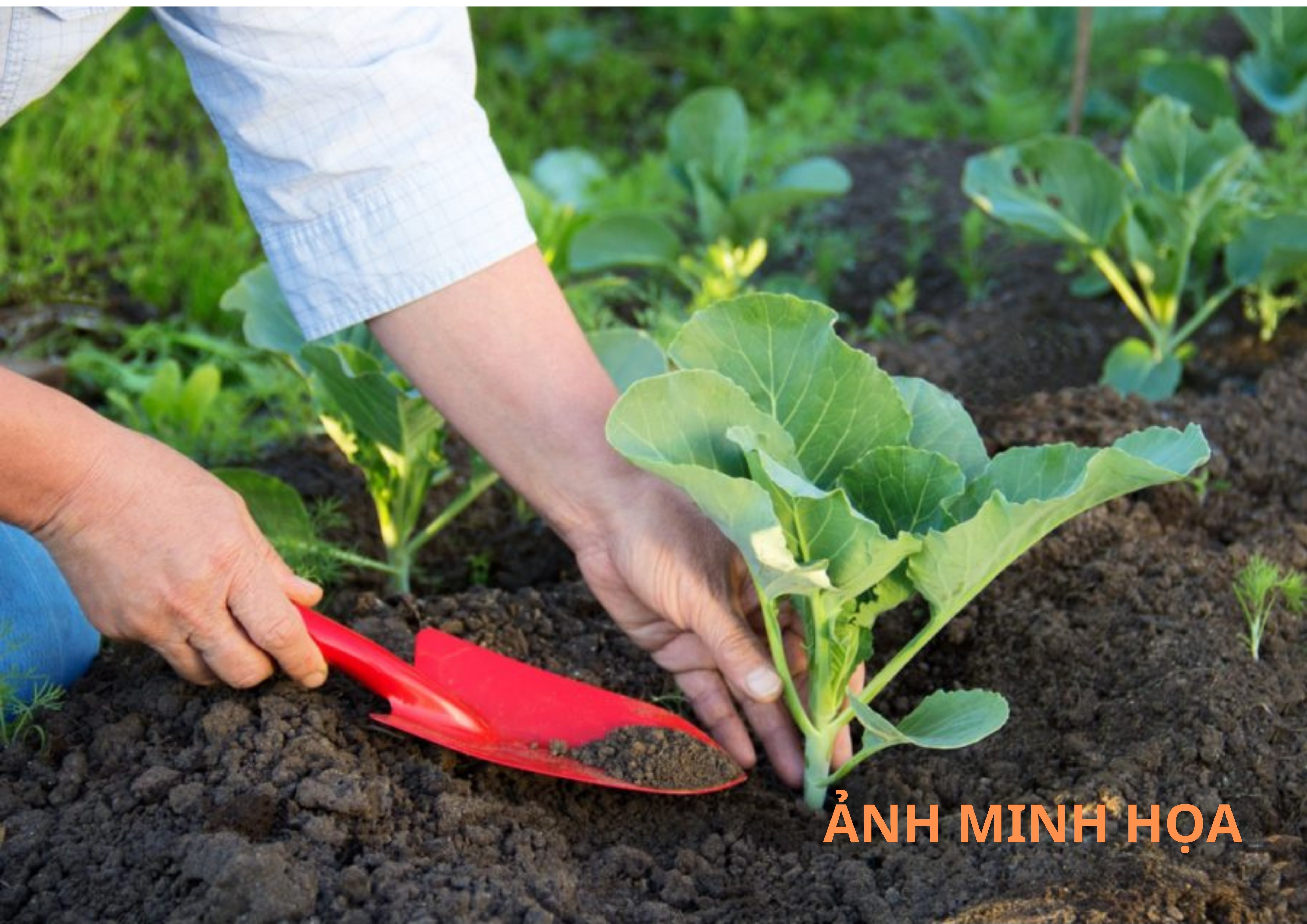 Phân Bò Đã Qua Xử Lý 1KG